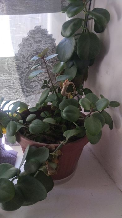 Домашние цветы продам