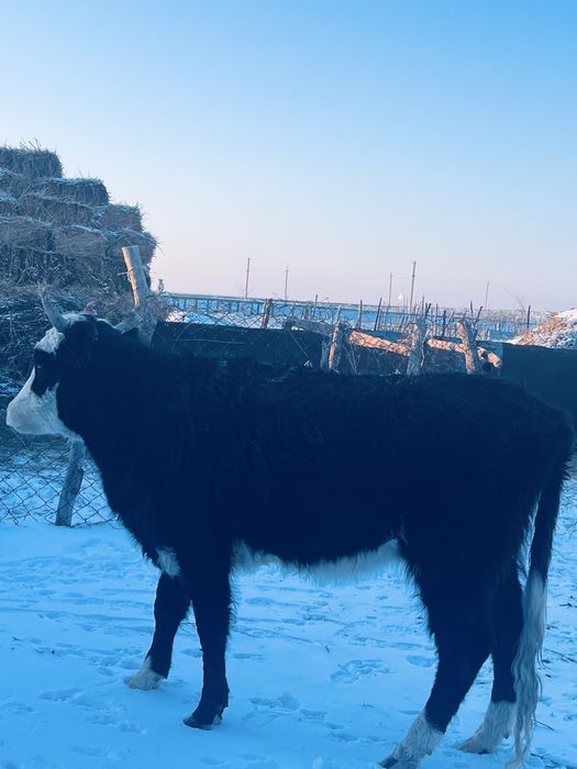 Туатын буаз сйыр сатылады