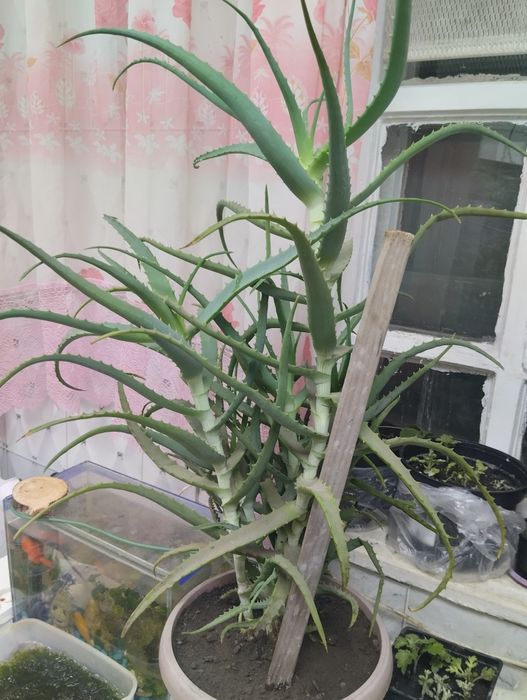 Продам комнатные растения