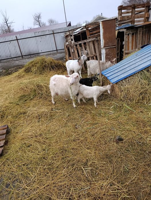Продам дойную козу с 2 -мя козлятами .