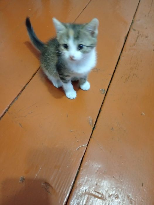 котенок отдам  к лотку приучин
