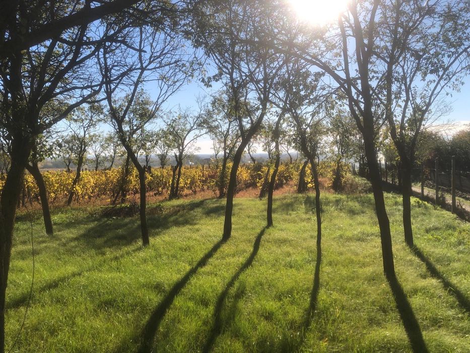 Casa de vanzare Vrancea