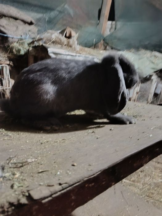 Femela berbec german albastru gestantă