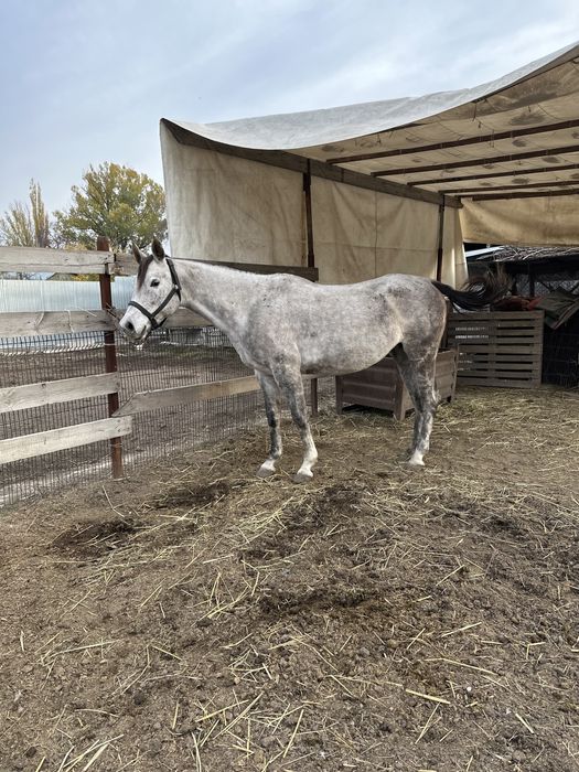 Арабская чистокровная