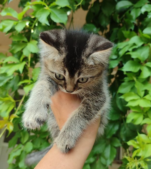 Продаются котята