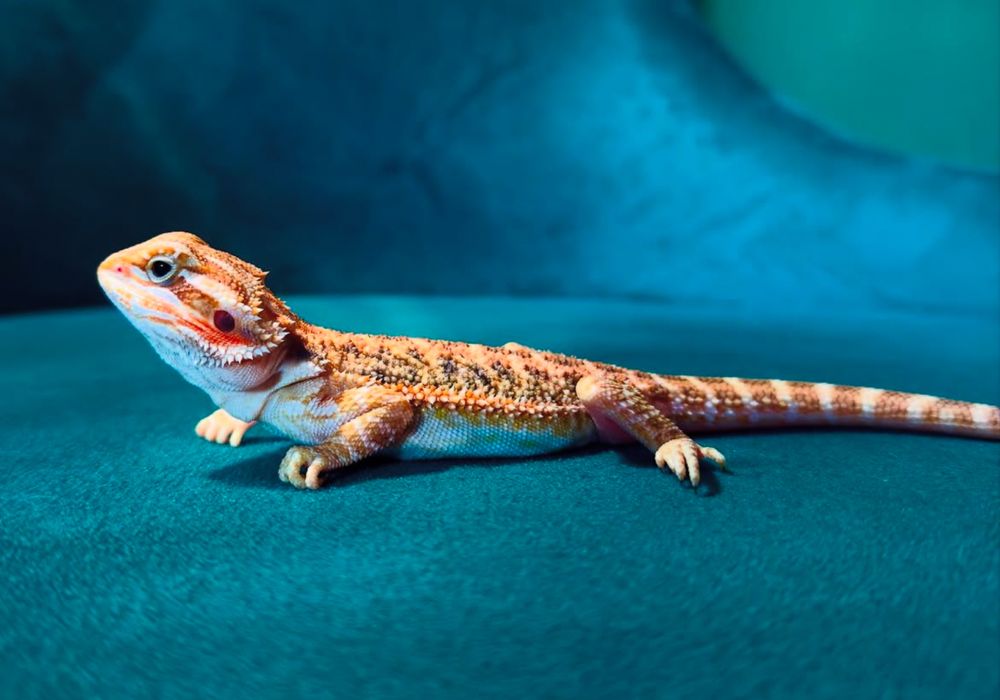 Екзотични животни широка гама- всякакви видове включително по-поръчка