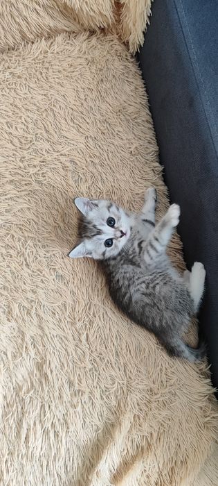 Продаются шотландские котята