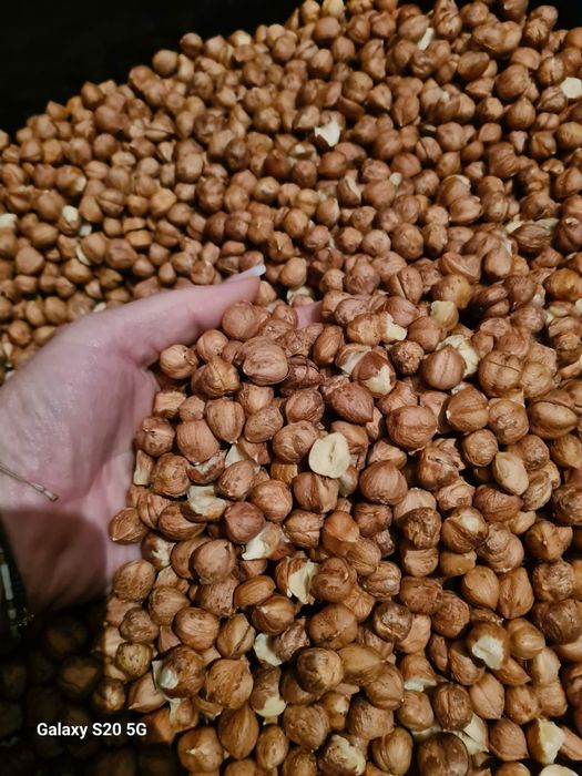 Vand miez de alune proaspete din propria livadă