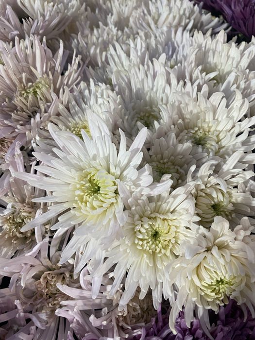 Radacini crizantema toate culorile