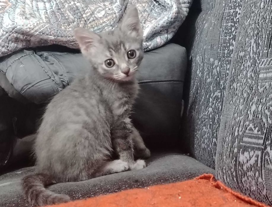 Отдам котёнка в хорошие руки