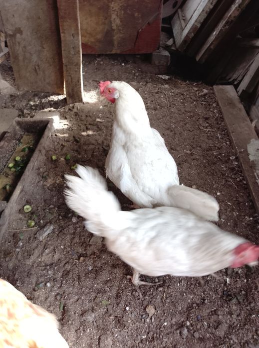 Продам кур домашних