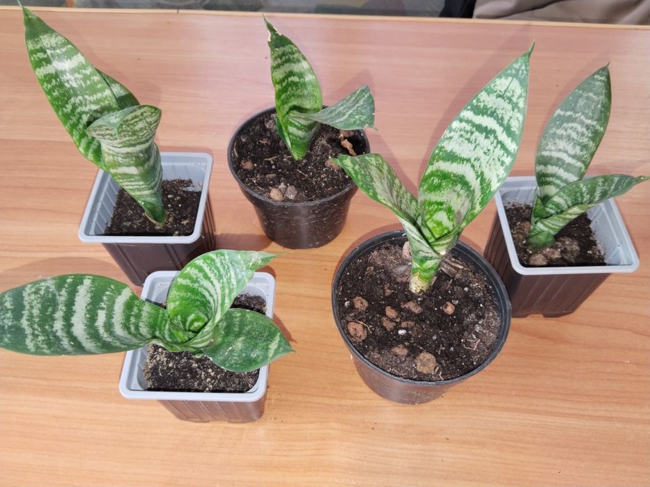 Продам сансевьерию!