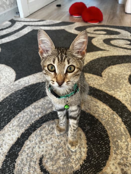 Ақтау мысық котенок