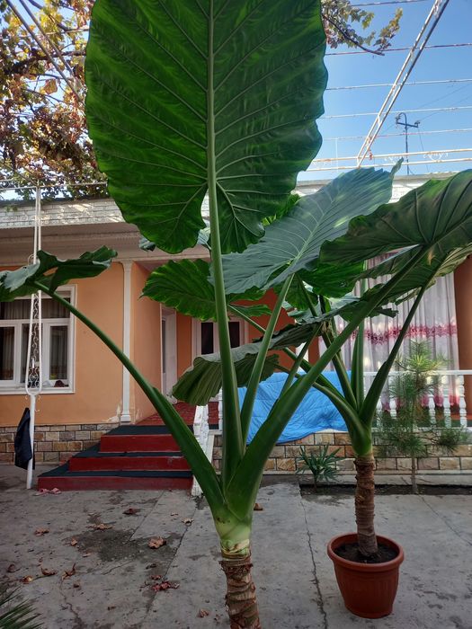 Пальма гуллар котта