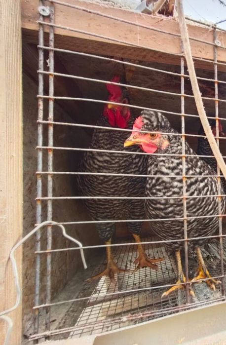 Инкубационные яйца Легбар