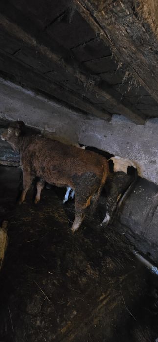 Vând  2 juninci  gestante