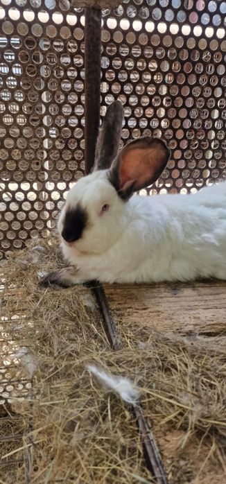 Iepuri uriasi de transilvania