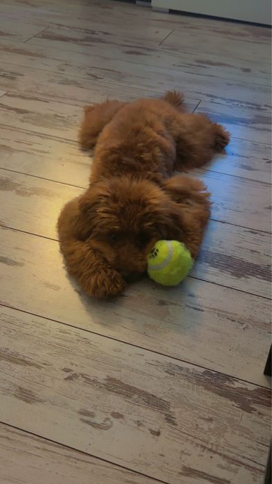 Pudel Mascul Red, 7 Luni – 5.000 Lei(Teddy)