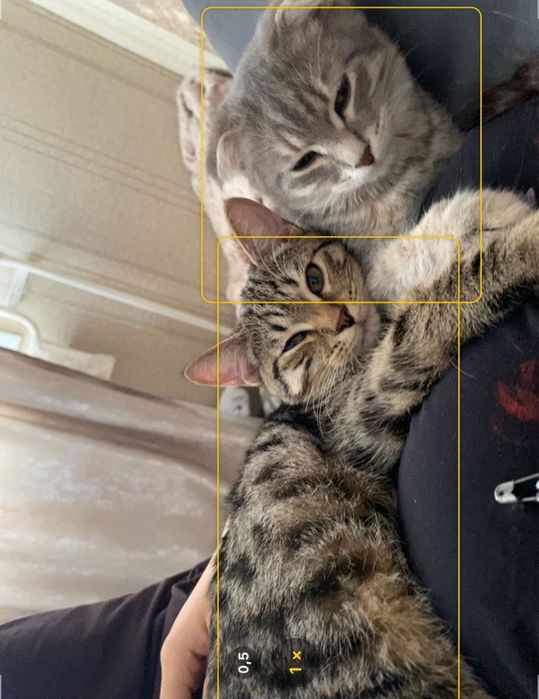 Отдам котят оба коты