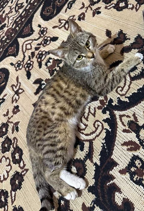 2 ta yaxshi boqilgan mushuk