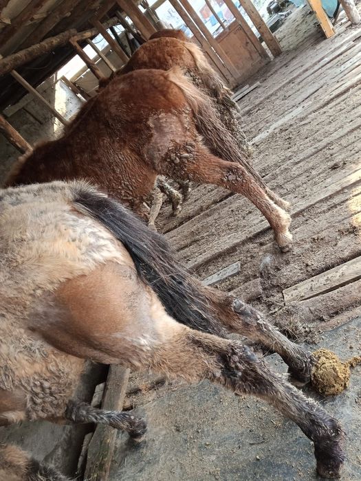 Тайлар  жем жеп тур