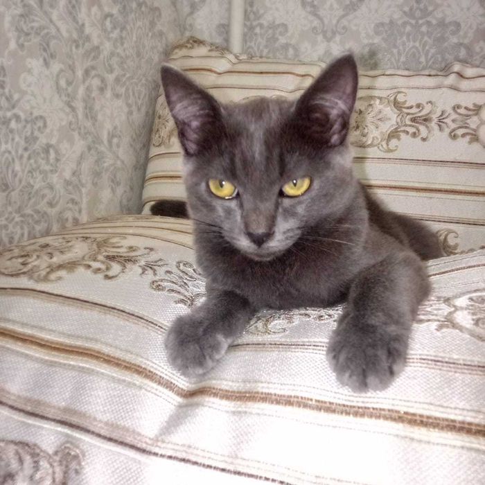 Котята балинезо-бомбейские