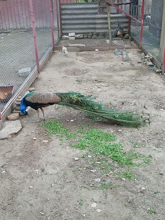 Pauni standard maturi pereche și tineret