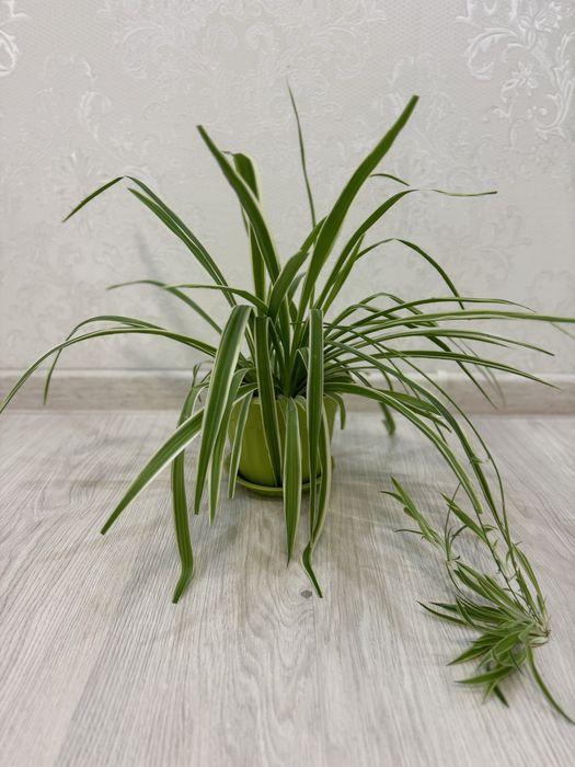 Продаю комнатные растения