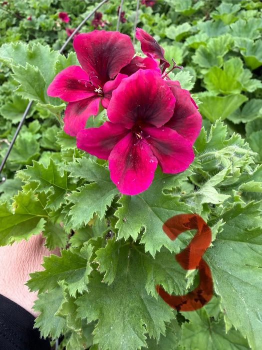 Кралско мушкато, едроцветно пеларгониум, Pelargonium grandiflorum, цъфтящо растение за саксия балкон тераса