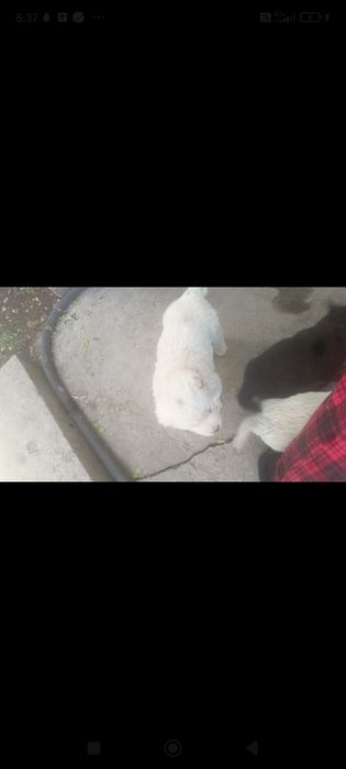 Продаю Щенка алабай