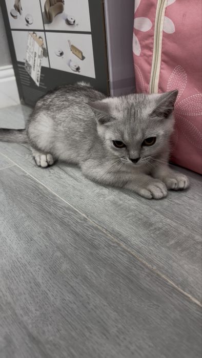 Котенок вислоухий Скотиш фолд