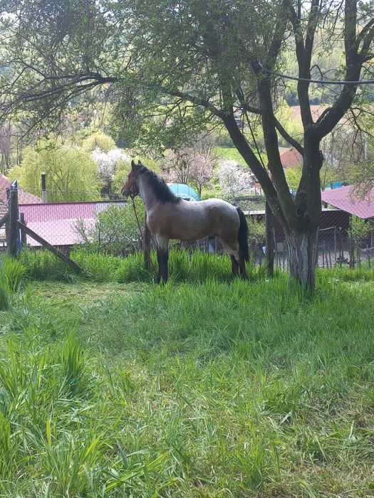 Vand sau schimb cu iapa