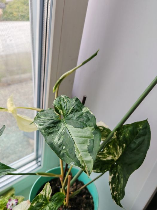 Сингониум Империал вайт