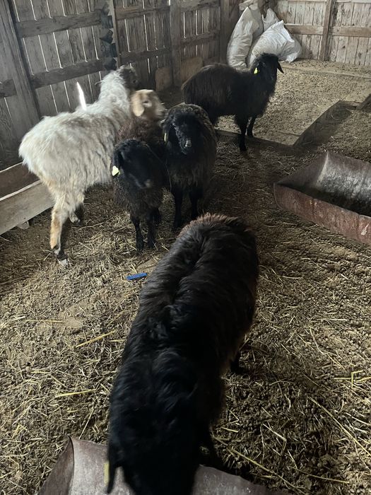 Токтылар сатылады 50к