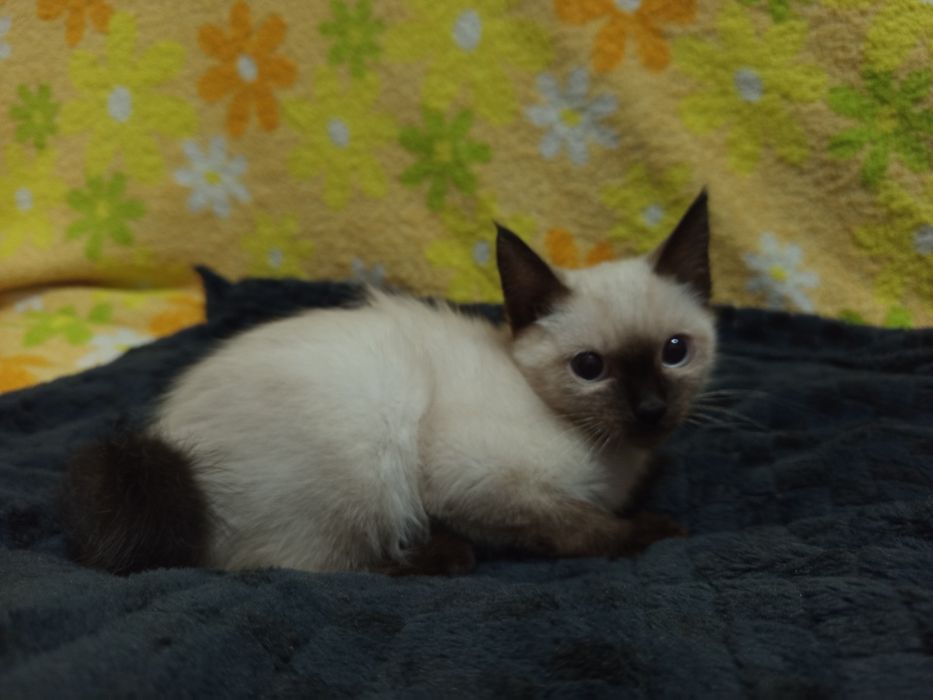 Одам кошку в добрые руки