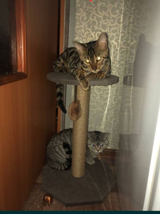 Продам породистых котят