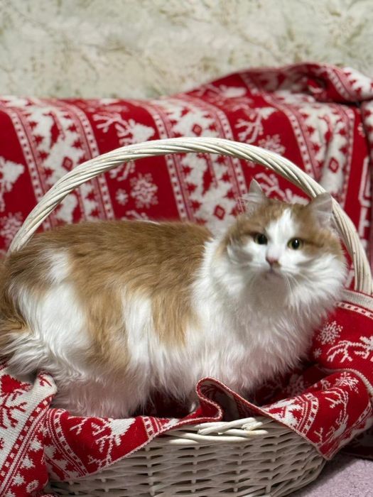 Отдам кота бесплатно