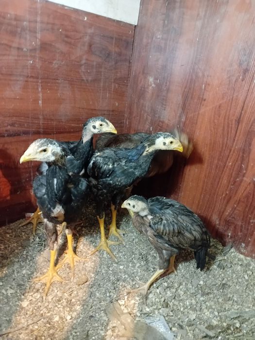 Цыплята , 2'5 месяца