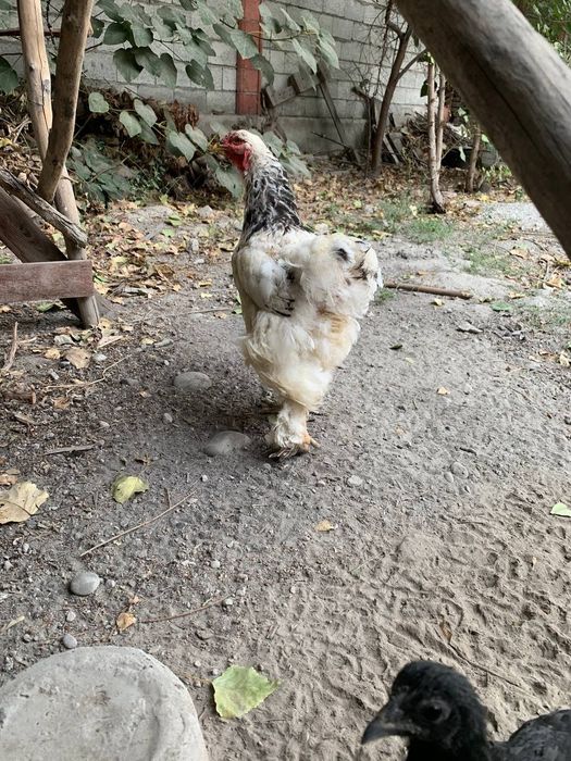 Biramalar zudlik bilan sotiladi 1/2