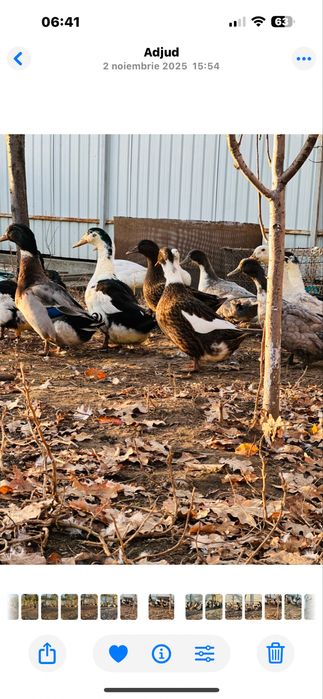 Vând  oua de rața si de gâsca
