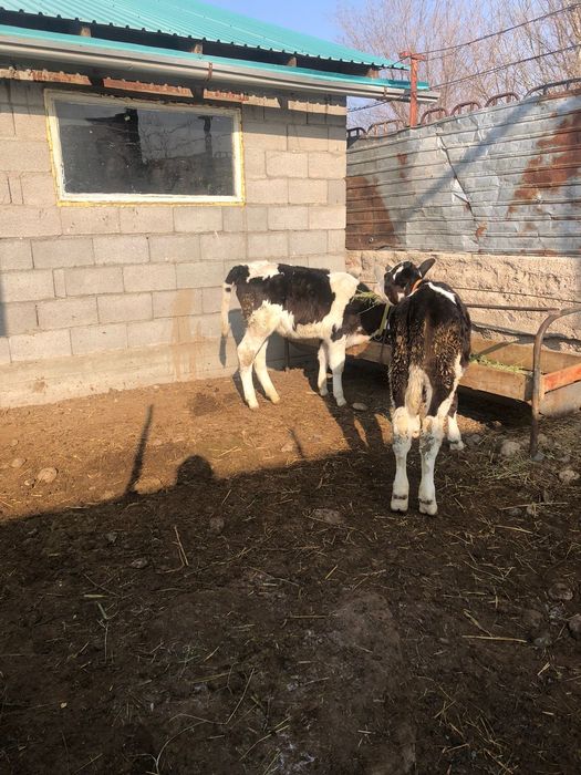 Голштейн сиыр сатылады