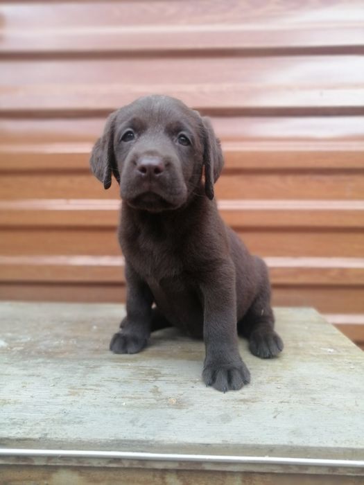 Ищу подругу для вязки лабрадор