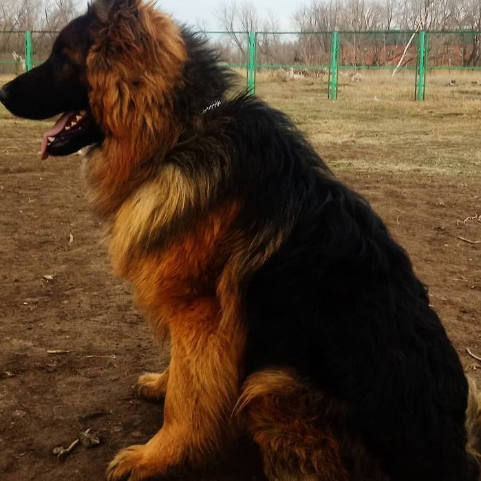 Питомник Немецких овчарок. Щенки. Продам.