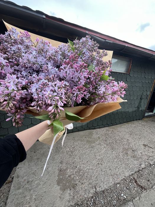 Апрельская сирень