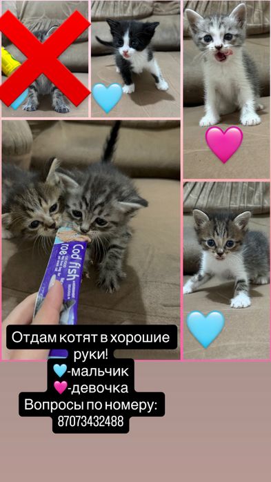 Отдам котят 5.000тг