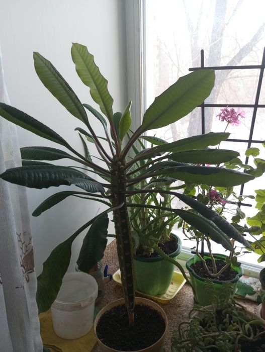 Ростки пальмы.         .