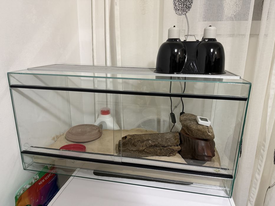 Vand terariu pentru agama, geko, etc.