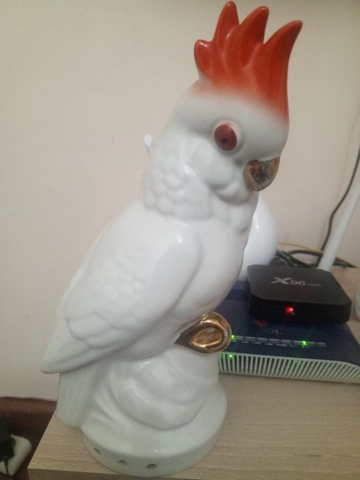 Продается попугай