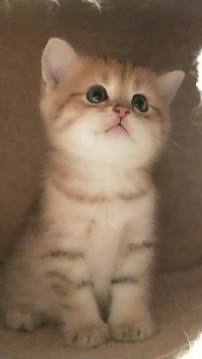 Продам золотую шиншиллу