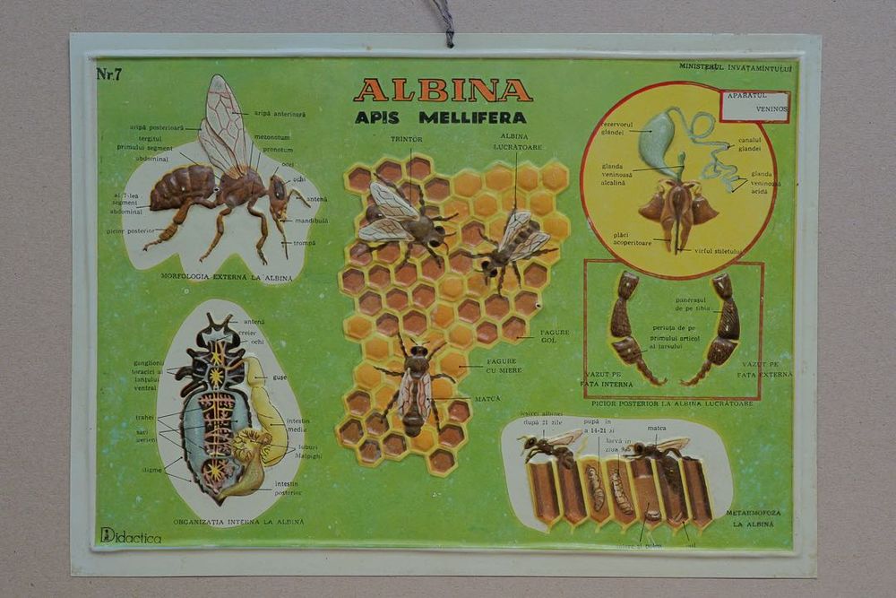 Lot 8 Planșe Didactice Relief - Colecție "Didactica" anii '70-80